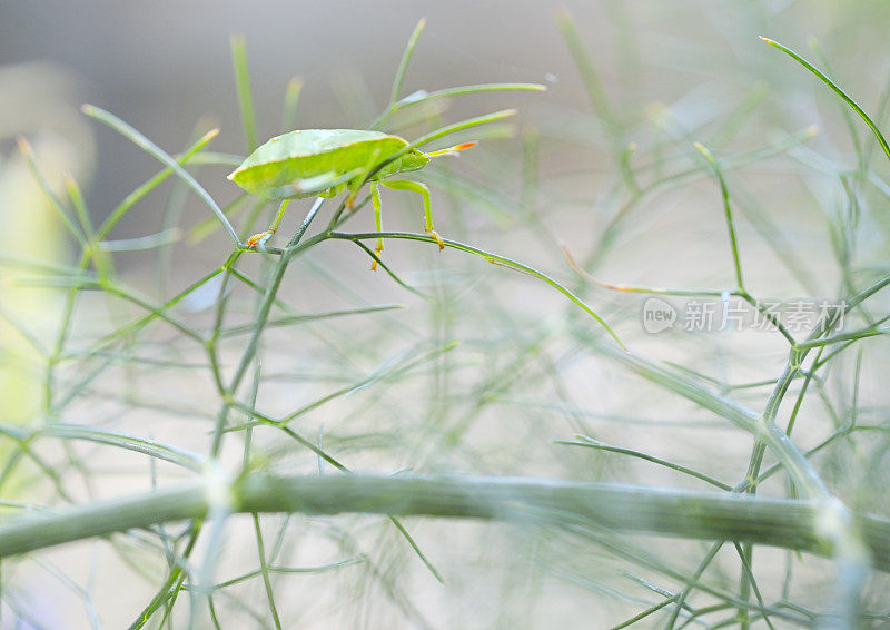 茴香上的绿盾虫(palomena viridissima